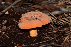 Lactifluus clarkeae