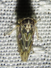 Idiocerus moniliferae