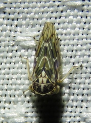 Idiocerus moniliferae