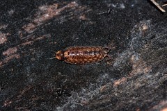 Styloniscidae