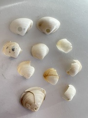 Maorimactra ordinaria