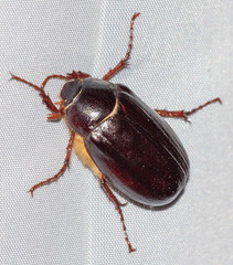 Phyllophaga anxia