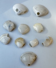 Maorimactra ordinaria