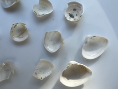 Maorimactra ordinaria