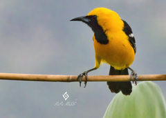 Icterus cucullatus