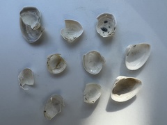Maorimactra ordinaria