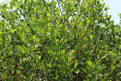 Baccharis dioica