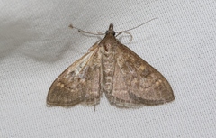 Mecyna mustelinalis