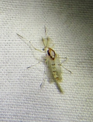 Coelotanypus concinnus