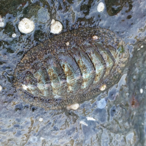 Mopalia lignosa