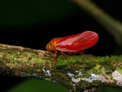 Eoscarta punctata
