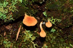 Panellus ligulatus