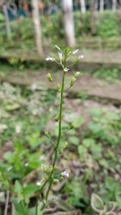 Diastatea micrantha