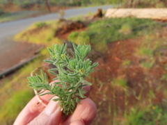 Galium ambiguum