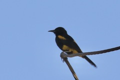 Icterus dominicensis