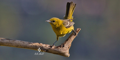 Icterus cucullatus