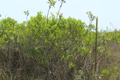 Baccharis dioica