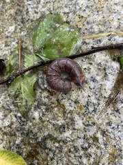Cephonodes hylas