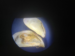 Mytilopsis leucophaeata