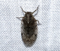 Melanoliarus placitus