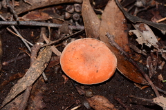 Lactifluus clarkeae