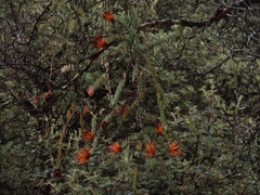 Tristerix longibracteatus