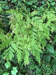 Artemisia gmelinii