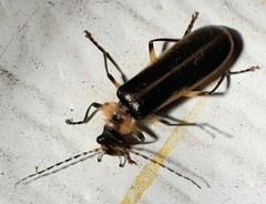 Podabrus basillaris