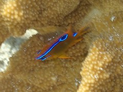 Neoglyphidodon polyacanthus