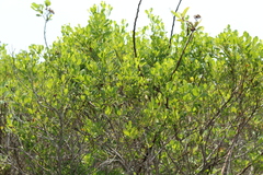 Baccharis dioica