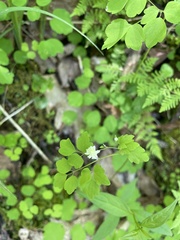 Thalictrum clavatum