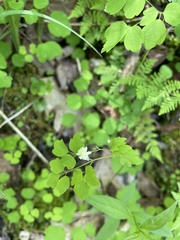 Thalictrum clavatum