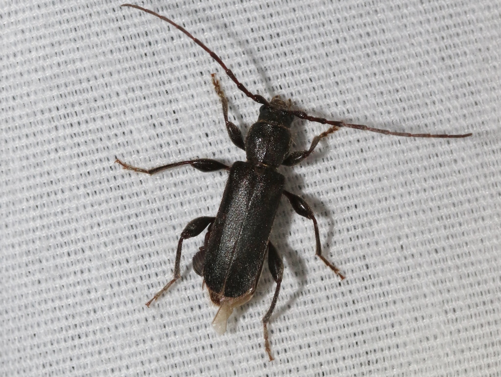 Phymatodes grandis
