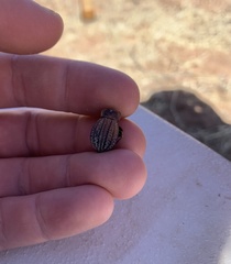 Philolithus sordidus