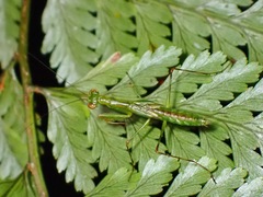 Hapalopeza