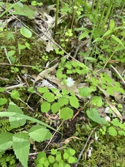 Thalictrum clavatum