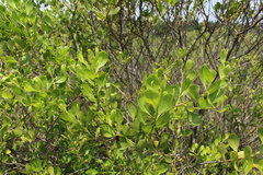 Baccharis dioica