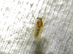 Coelotanypus concinnus
