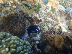 Amphiprion mccullochi