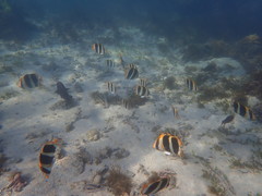 Chaetodon tricinctus