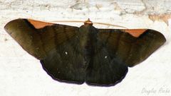 Sphacelodes vulneraria