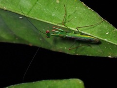 Hapalopeza
