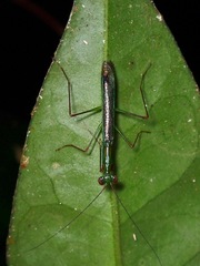 Hapalopeza