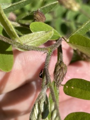 Robinia viscosa hartwigii