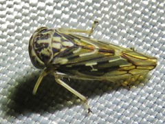 Idiocerus moniliferae