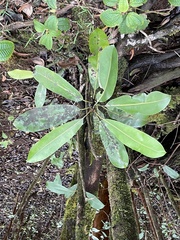 Planchonella