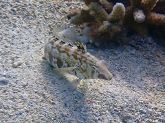 Parapercis australis