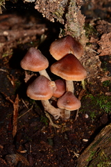 Cortinarius mastoideus