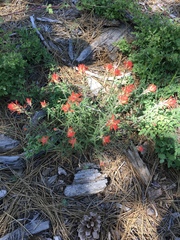 Castilleja applegatei