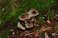 Entoloma violaceocoeruleum